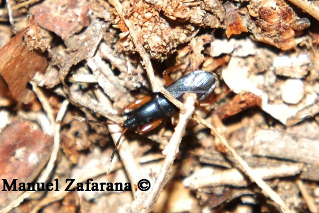 Un Lygaeidae poco comune: Proderus suberythropus
